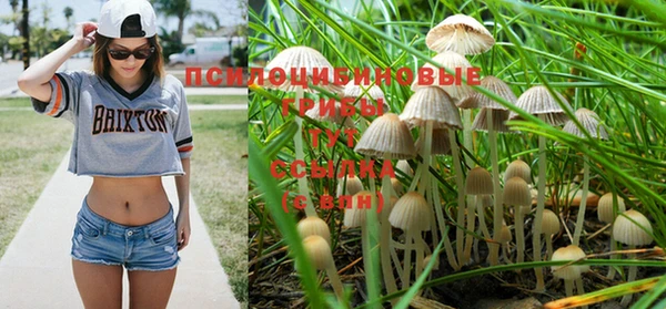 прущие грибы Белоозёрский